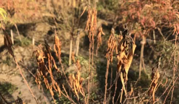 Chùm ảnh ‘mất tết’ vì hàng ngàn cây đào cháy khô